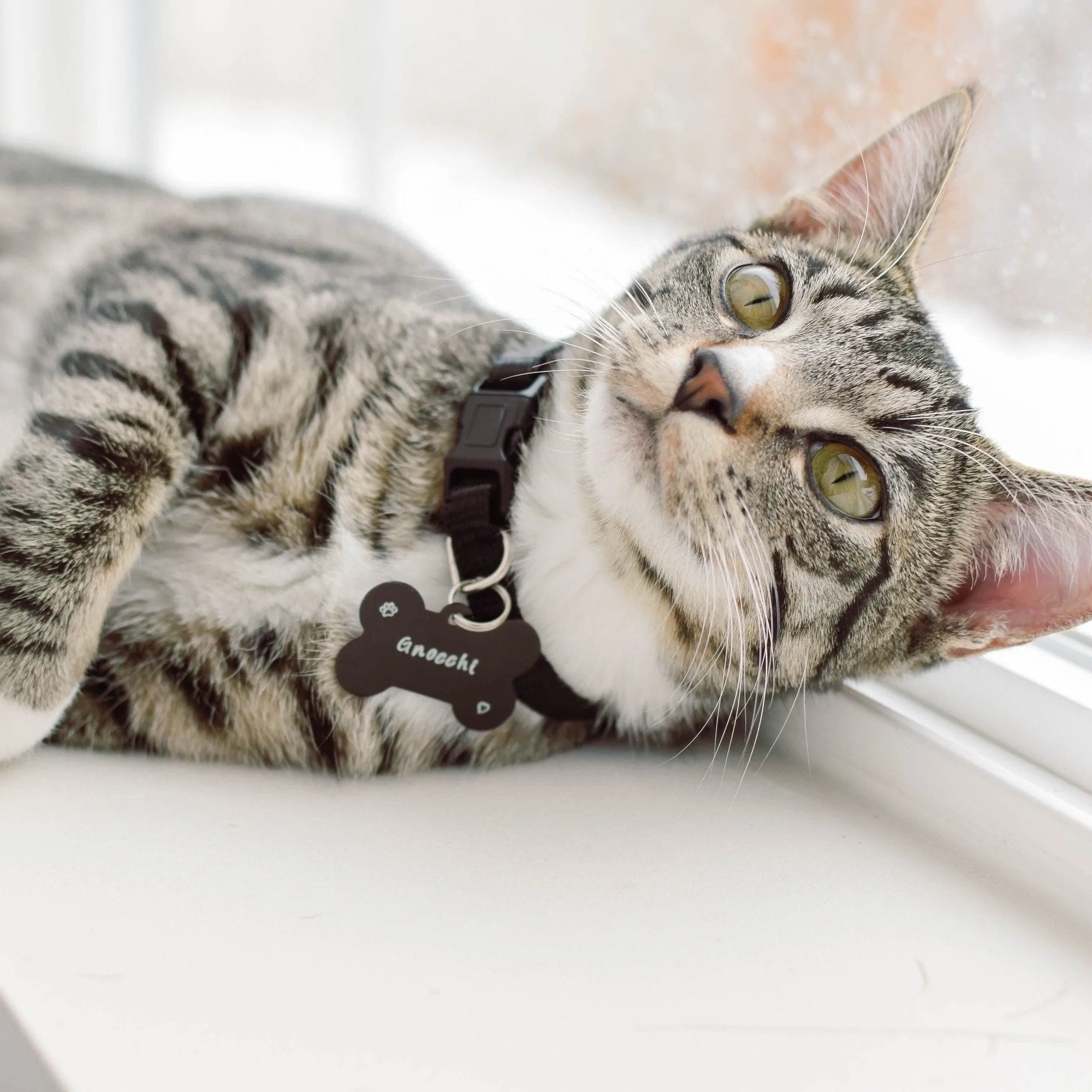 BLACK PET ID TAG