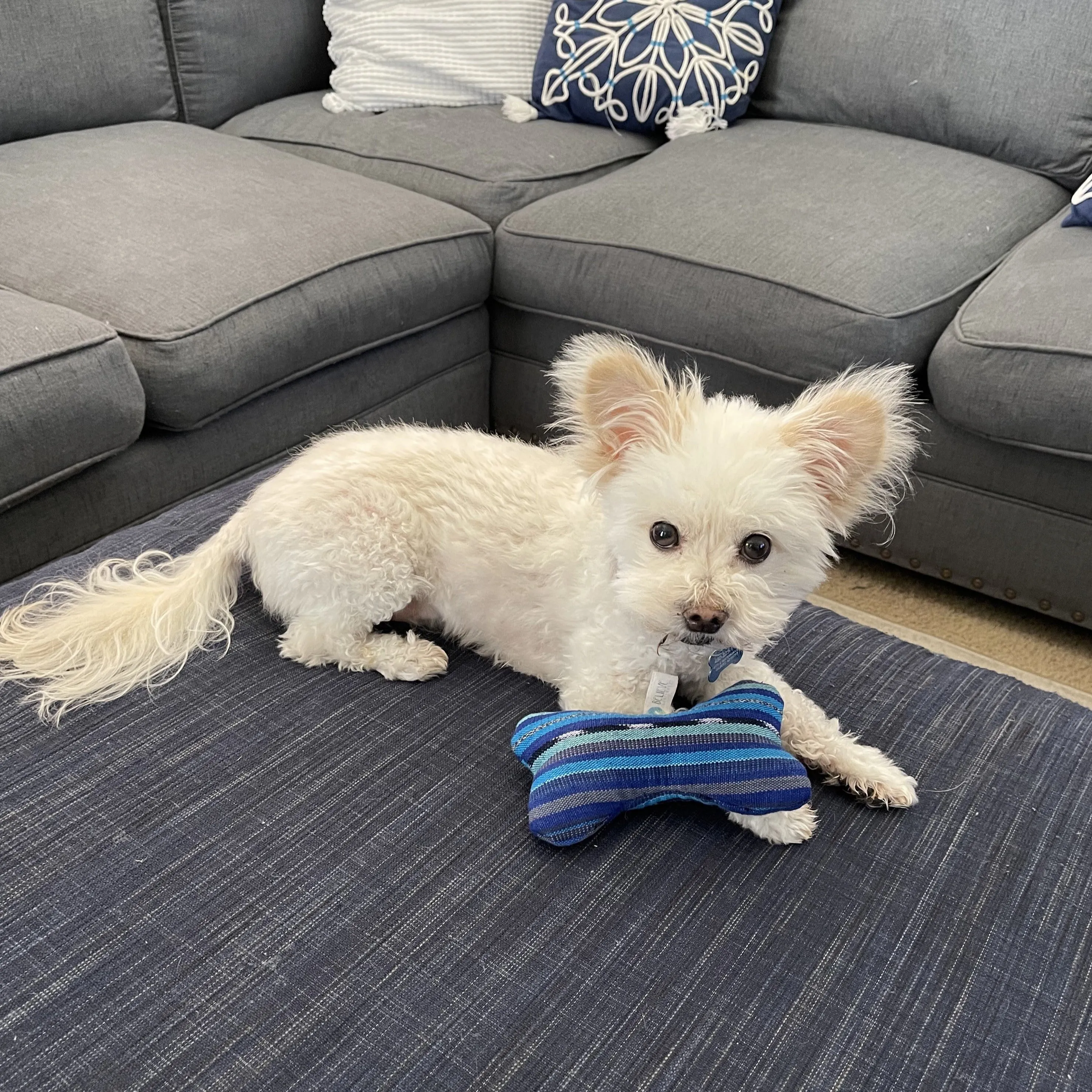 Dog Toy