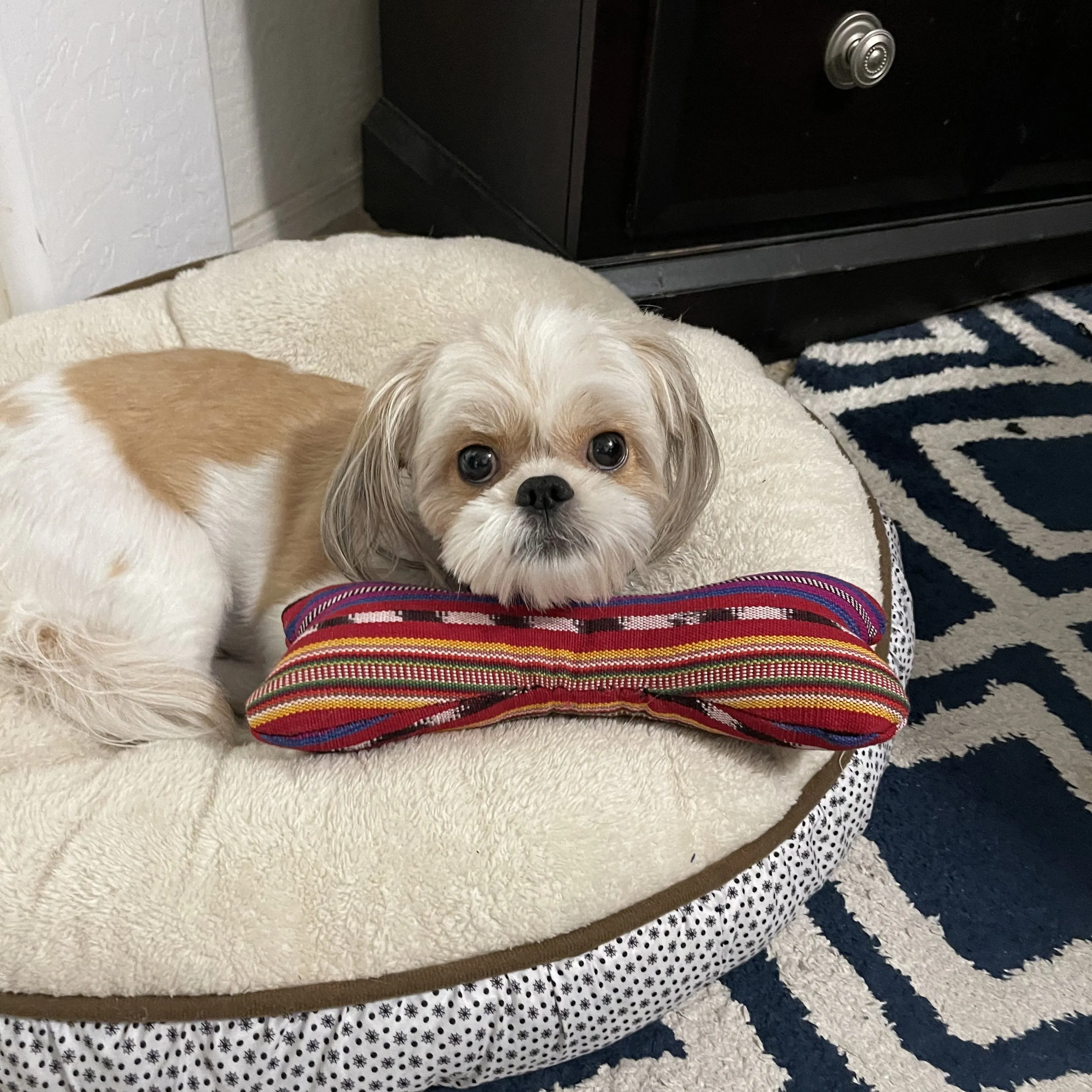 Dog Toy