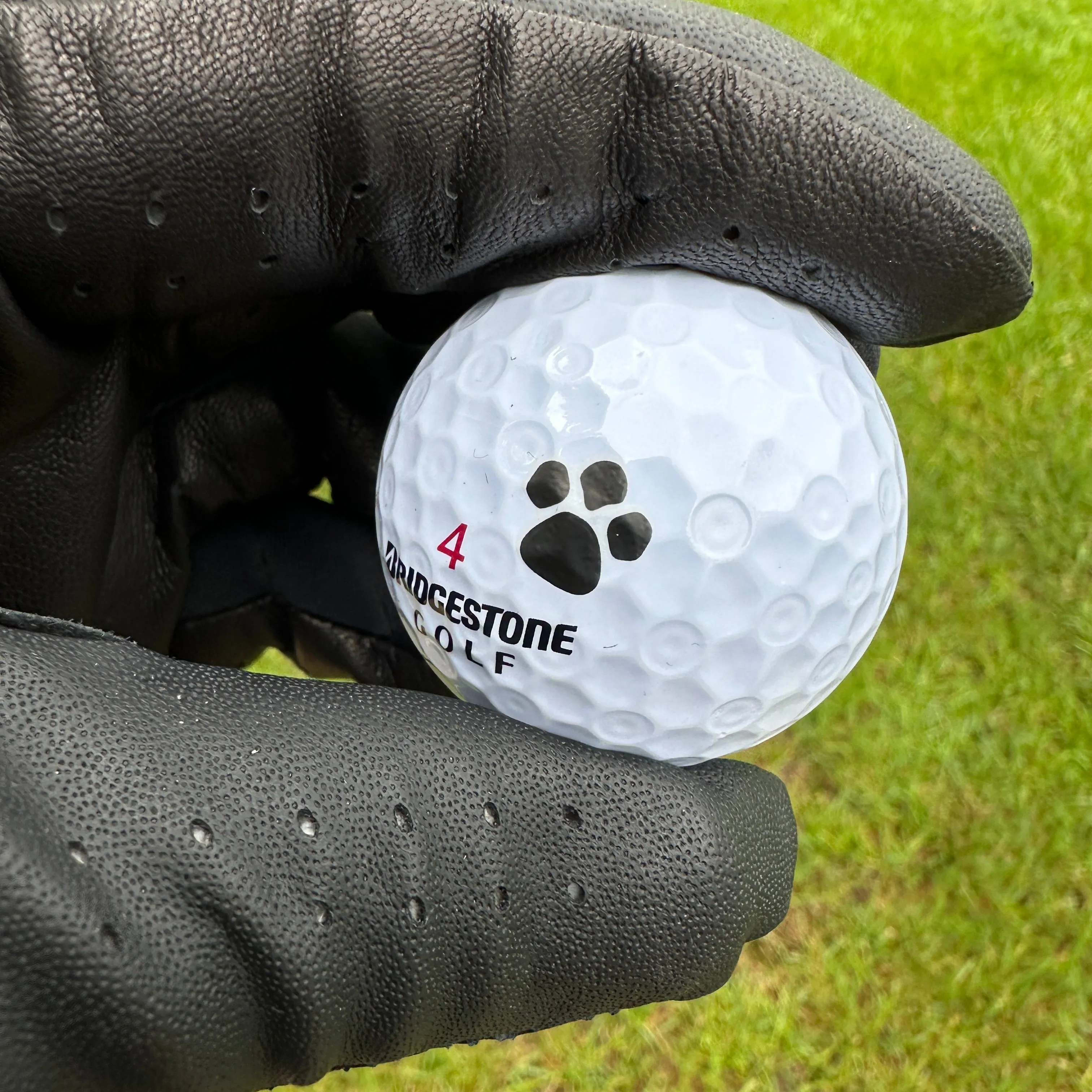 Paw Prints