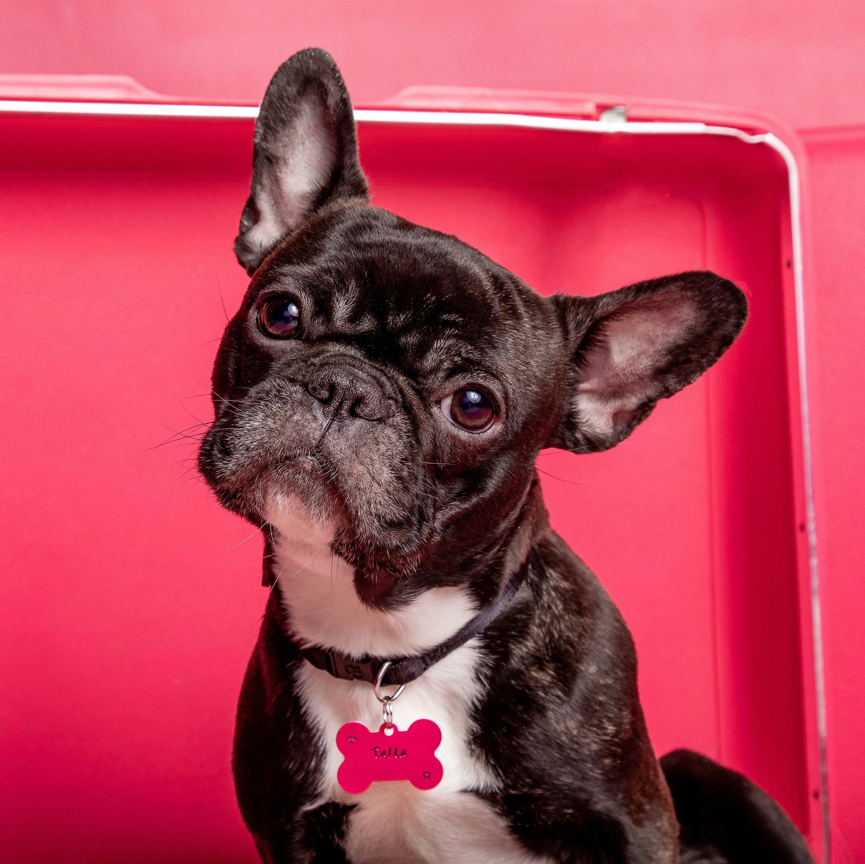 PINK PET ID TAG