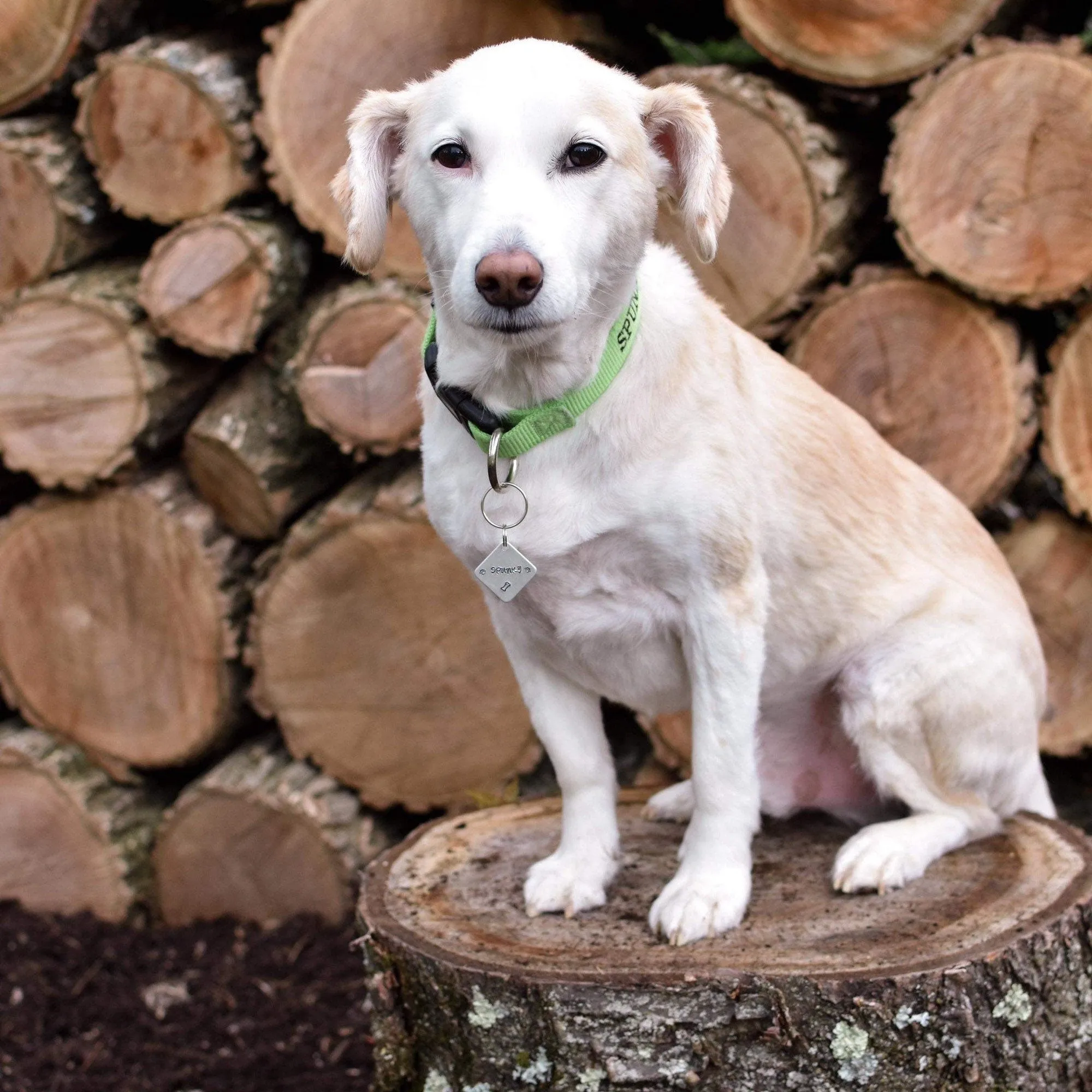 SQUARE PET ID TAG