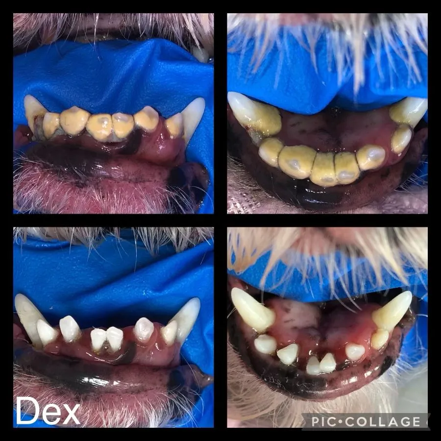 Teeth Cleaning for Cats and Dogs Cosmetic