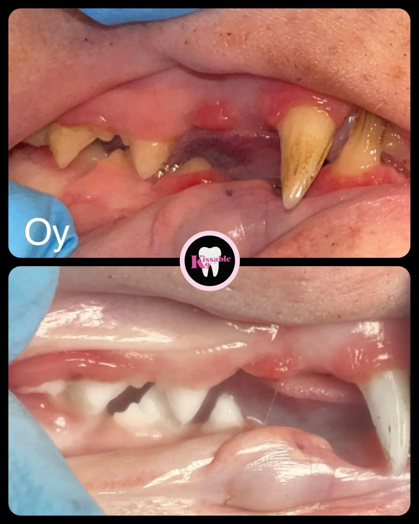 Teeth Cleaning for Cats and Dogs Cosmetic