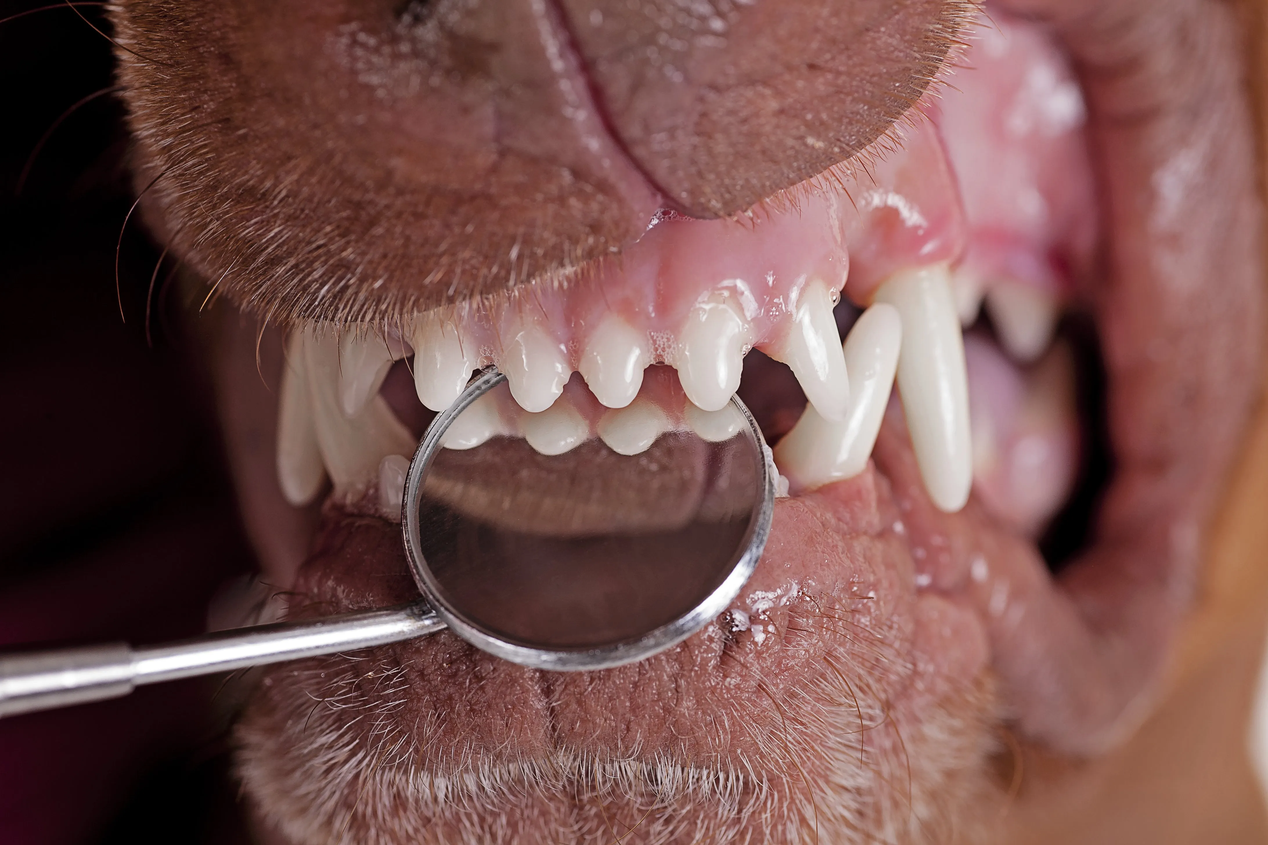 Teeth Cleaning for Cats and Dogs Cosmetic