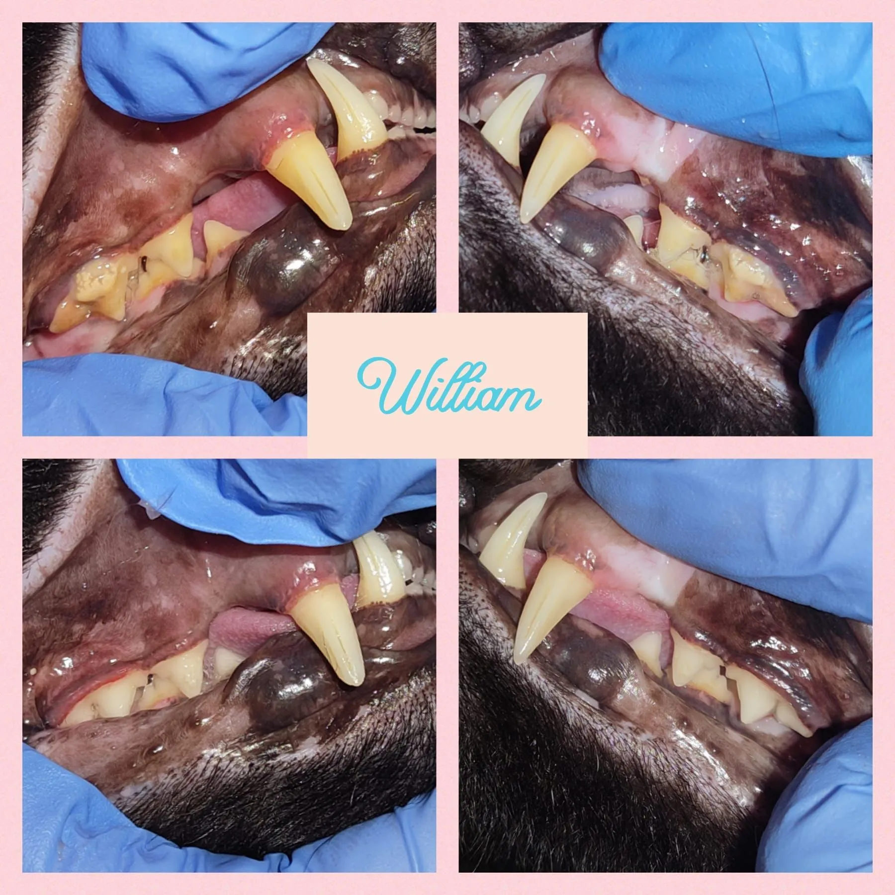 Teeth Cleaning for Cats and Dogs Cosmetic