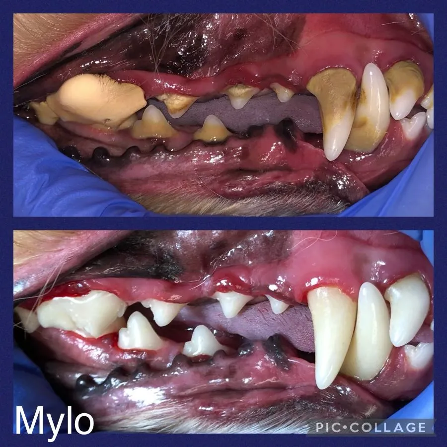 Teeth Cleaning for Cats and Dogs Cosmetic