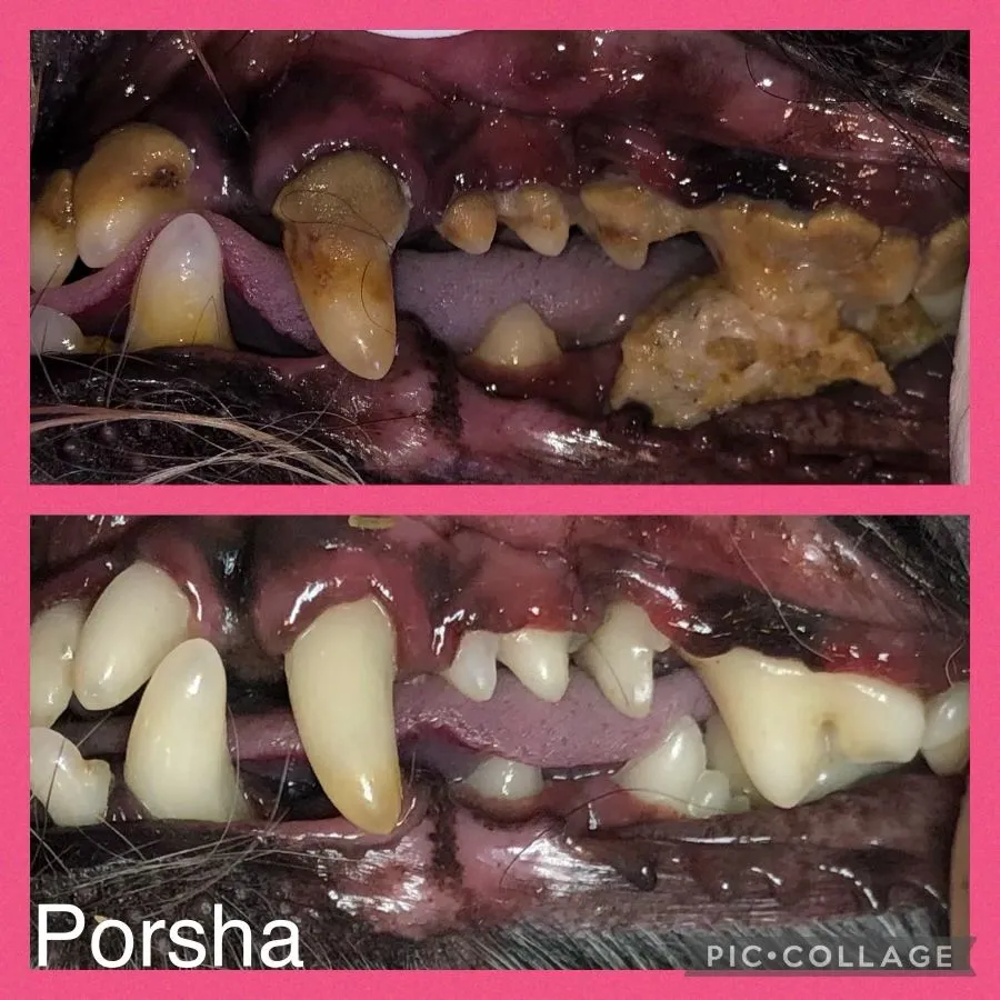 Teeth Cleaning for Cats and Dogs Cosmetic