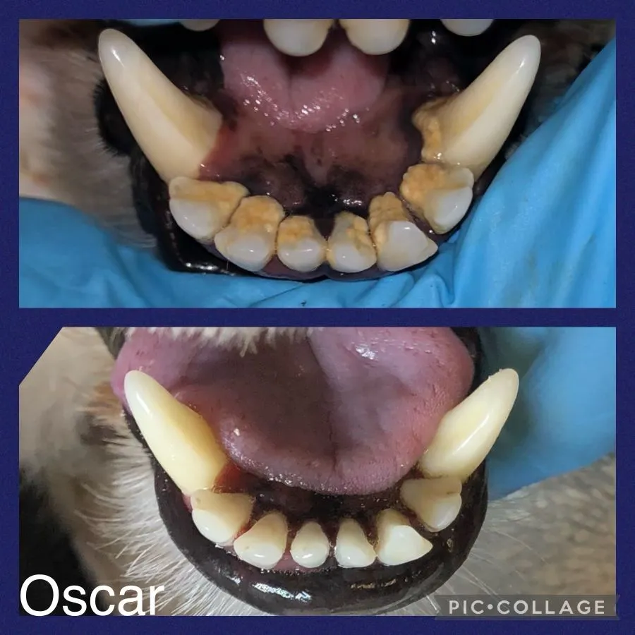 Teeth Cleaning for Cats and Dogs Cosmetic